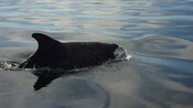 Una ballena minke rompiendo la superficie del agua
