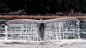A whale tail sticking out of the water