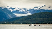 Whales splashing near birds, a boat and a beach with trees and mountains beyond