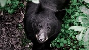 A bear