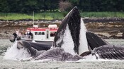 Several whales breach the surface of the water as a tour boat of sightseers watch