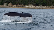 La cola de una ballena sobresale del agua cerca de árboles