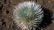 Uma planta espada de Maui crescendo na terra da Cratera Haleakala