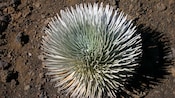 A spiny silversword plant growing in the dirt of Haleakala Crater
