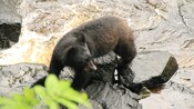 A bear cub turns to look over its shoulder while crawling on a rock in the water