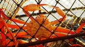 A crab among many in a net