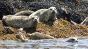 Some members of a family of seals stretch out on a bed of shoreline seaweed, while others swim in the water
