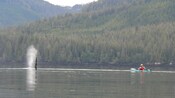 A whale blows water mist into the air close to a woman in a kayak