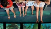 Children sitting on a bench look down through windows at a coral reef