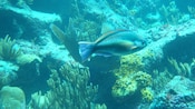 A tropical fish