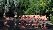 A group of flamingoes wade in a shallow pool amid a lush garden setting