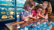3 meninas olham para uma exposição de museu cheia de conchas do mar