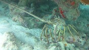 A lobster
