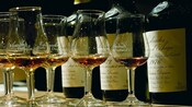 Glasses filled with tasting samples next to bottles of cider