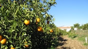 An orange grove near a building