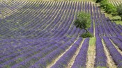 A field of lavender with trees and grass