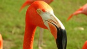 A flamingo