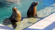 2 seals sitting on the steps of a shallow pool