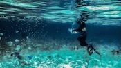 A snorkeler swims near a fish