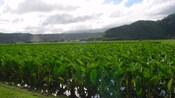 Un campo de cultivo de orejas de elefante con montañas de fondo