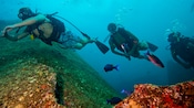 Three divers investigate a shipwreck amid curious fish