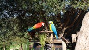 Macaws perched on a branch over a barrel in a wooded area