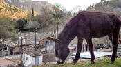 A donkey grazes on land surrounding a centuries old village in Mallorca, Spain