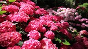 A grouping of hydrangea flowers growing in a garden