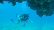 Un buzo observa la vida marina que habita en un arrecife de coral