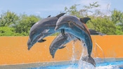 4 dolphins jumping out of the water