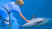 Um convidado com uma camiseta onde se lê Treinadores voluntários fica de pé na água até os joelhos e acaricia a barriga de um golfinho