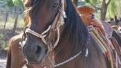 La cara de un caballo