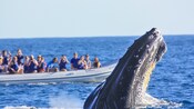 The head of a humpback whale rises out of the water in front of an inflatable boat filled with passengers