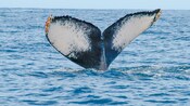 The barnacle covered fluke of a whale peeks out of the ocean waters