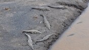 Crocodiles lie on a muddy river bank