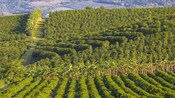 Fields of coffee plants on a hill