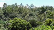 A lush mountainside covered in coffee bushes