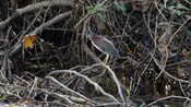 A bird on a branch in a forest