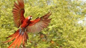 A scarlet macaw in flight
