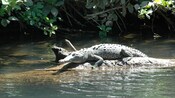 Un cocodrilo sobre un tronco