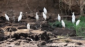 A flock of egret birds perched on the bank of the Tárcoles River in Costa Rica