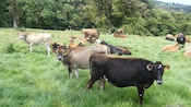 Cows in a field near a forest