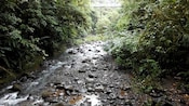 A creek running through a rain forest