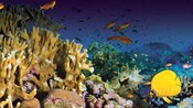 Bancos de peces cerca de corales