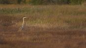 A great blue heron bird stands in the long grass of Irving Nature Park in Saint John, New Brunswick