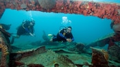 3 scuba divers peer inside the wreckage of a sunken ship covered in coral and other sea life