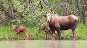 A moose and her young offspring stand in the shallow waters of a forest