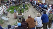 A tour group stands around a shallow dirt pit watching a re-enactment of 2 women panning for gold