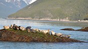 A sea lion colony resting on an islet