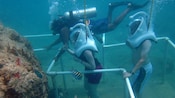 A scuba divers and 2 helmet divers observe a reef on the ocean floor